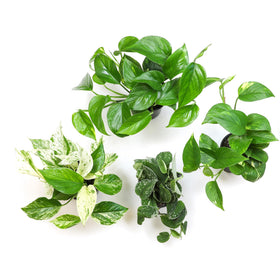 Plants for Pets Hawaiian pothos variegation adds tropical charm to decor