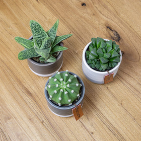 Plants for Pets LoLite haworthia close-up; compact, desk-friendly greenery for workspaces.