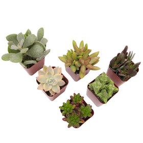 Plants for Pets healthy live arrival guaranteed for stress-free delivery.