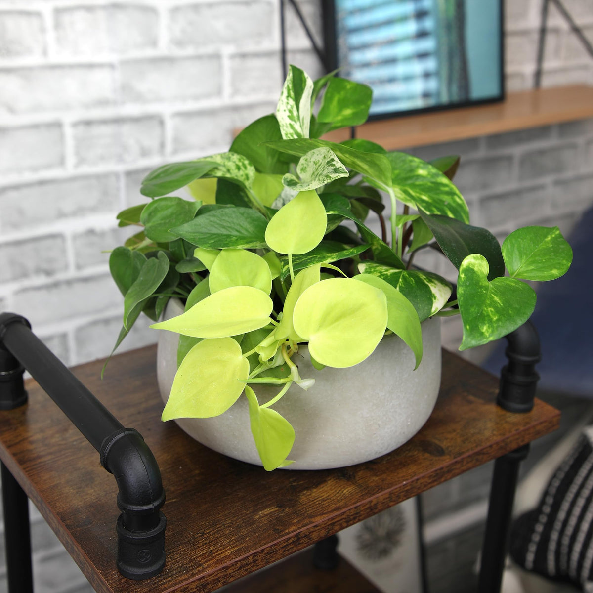 Plants for Pets Humidity-friendly care tips with pebble tray support long-term plant vitality.