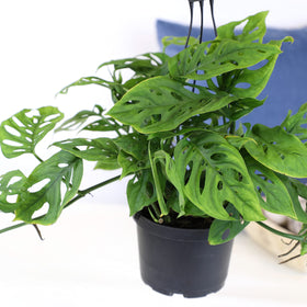 Plants for Pets Indoor air-purifying Monstera Adansonii in a stylish planter