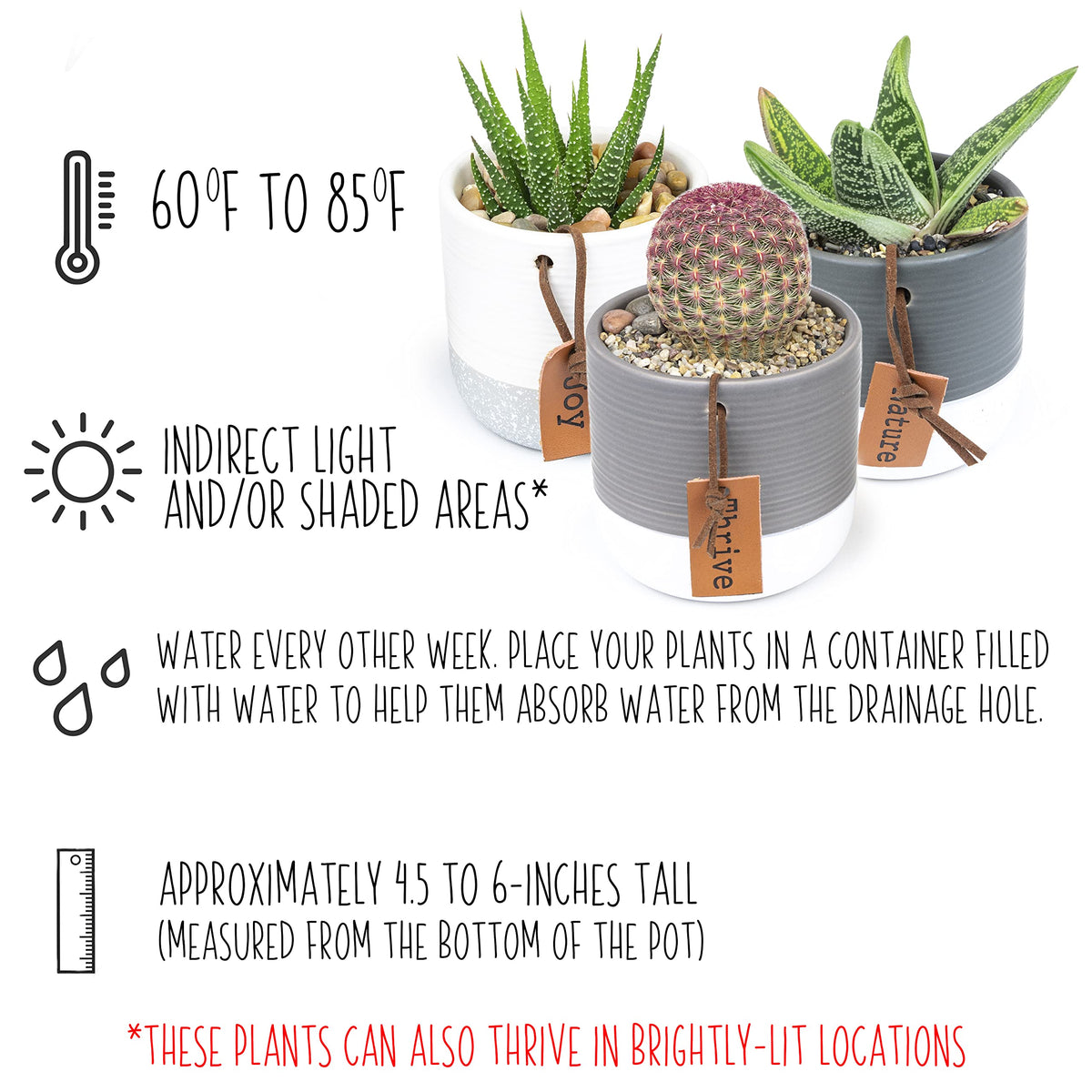 Plants for Pets indoor-decor setup with modern two-tone pots.