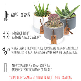 Plants for Pets indoor-decor setup with modern two-tone pots.