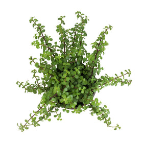 Plants for Pets Portulacaria afra prostrata in a six-inch hanging pot ready to display.