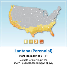 Plants for Pets lantana bloom clusters attract pollinators such as hummingbirds.