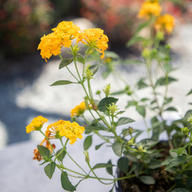 Plants for Pets ideal for sun-drenched borders, slopes, and hanging baskets.