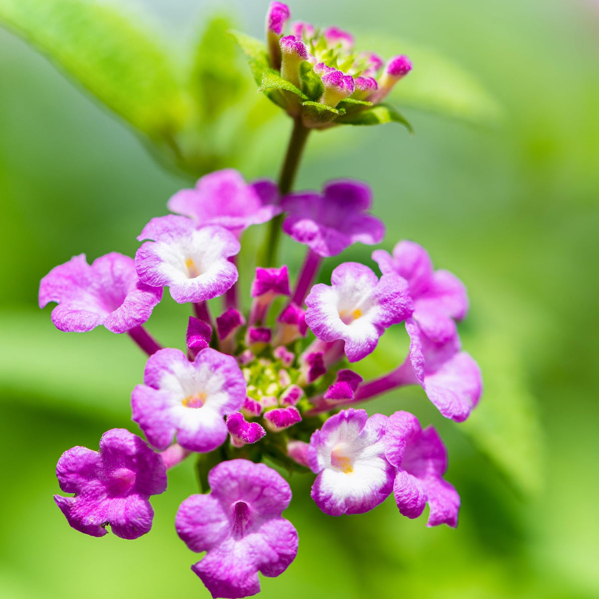 Plants for Pets heat and drought-tolerant lantana thrives in hot sun with minimal watering.