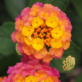 Plants for Pets lantana thrives in containers and landscapes with low maintenance.