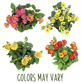 Plants for Pets extended bloom supports color through warm months in frost-free regions.