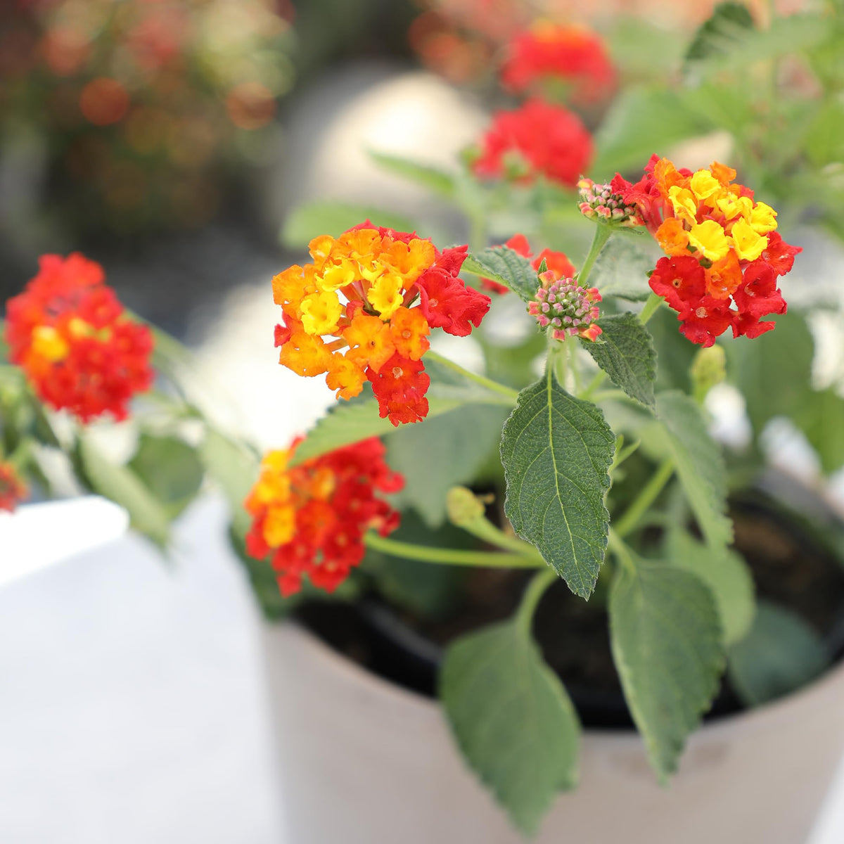 Plants for Pets colors vary by season, offering a colorful garden focal point.