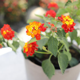 Plants for Pets colors vary by season, offering a colorful garden focal point.