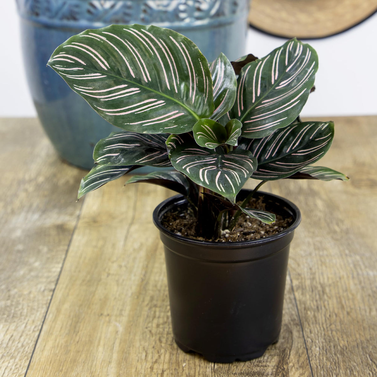 Plants for Pets Calathea in 4.25 inch pot ready for shelf or desktop display