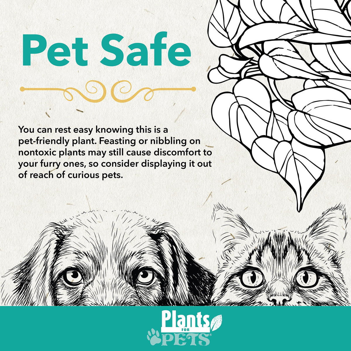 Plants for Pets Calathea lancifolia rattlesnake leaves feature wavy blades for tropical appeal