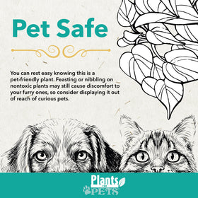 Plants for Pets Calathea lancifolia rattlesnake leaves feature wavy blades for tropical appeal