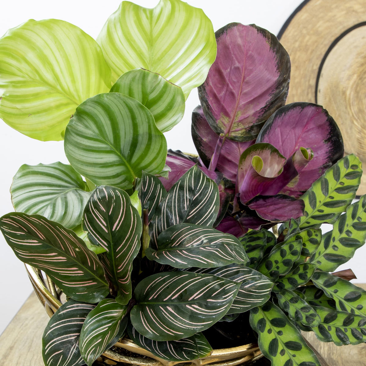 Plants for Pets Calathea leaf close-up highlights intricate patterns and texture