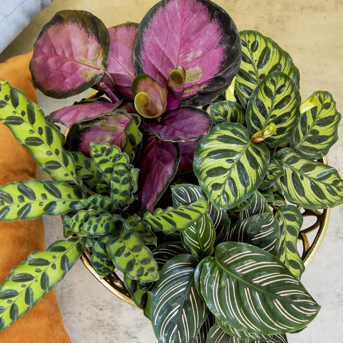 Plants for Pets Calathea makoyana peacock leaves showcase vibrant vein patterns for stylish rooms