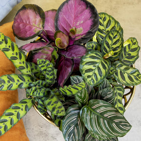 Plants for Pets Calathea makoyana peacock leaves showcase vibrant vein patterns for stylish rooms