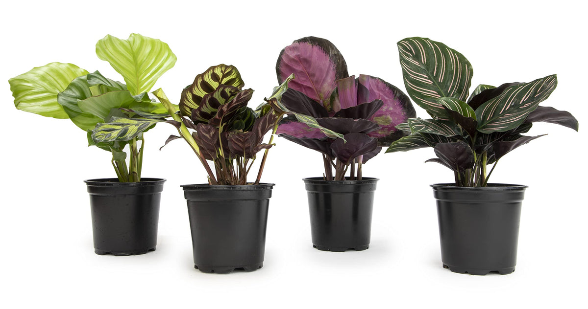 Plants for Pets Calathea ornata pinstripe leaves add elegant pattern to indoor decor