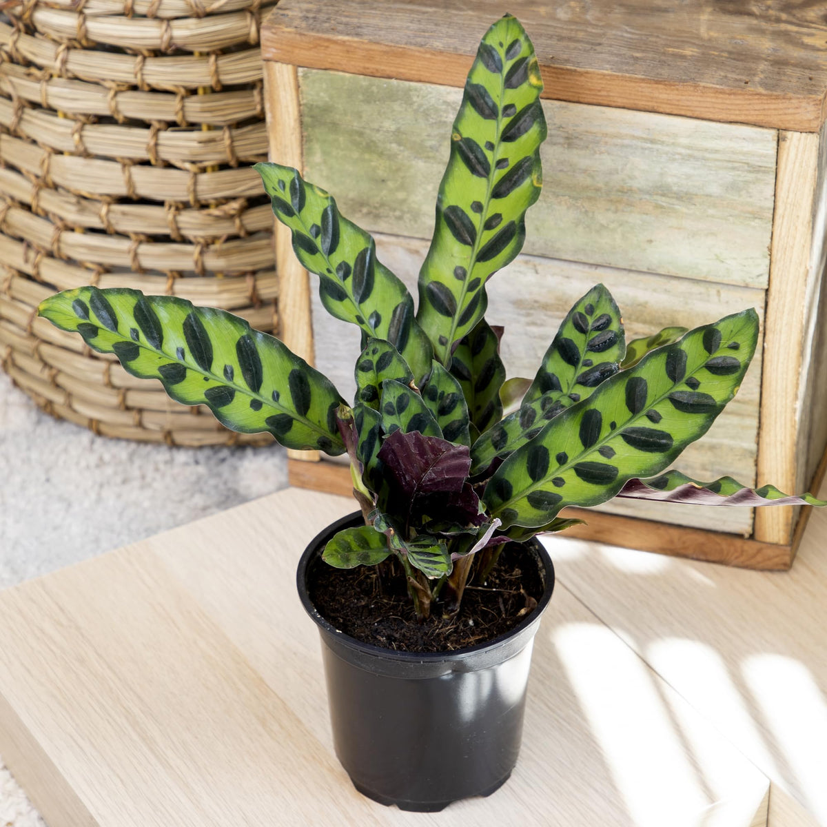 Plants for Pets Calathea suitable for indoor or warm-climate patio display