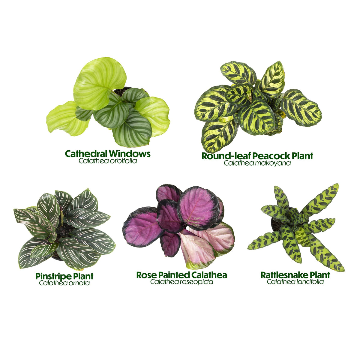 Plants for Pets Calathea roseopicta Purple Rose leaves offer rich pink tones for dramatic accents