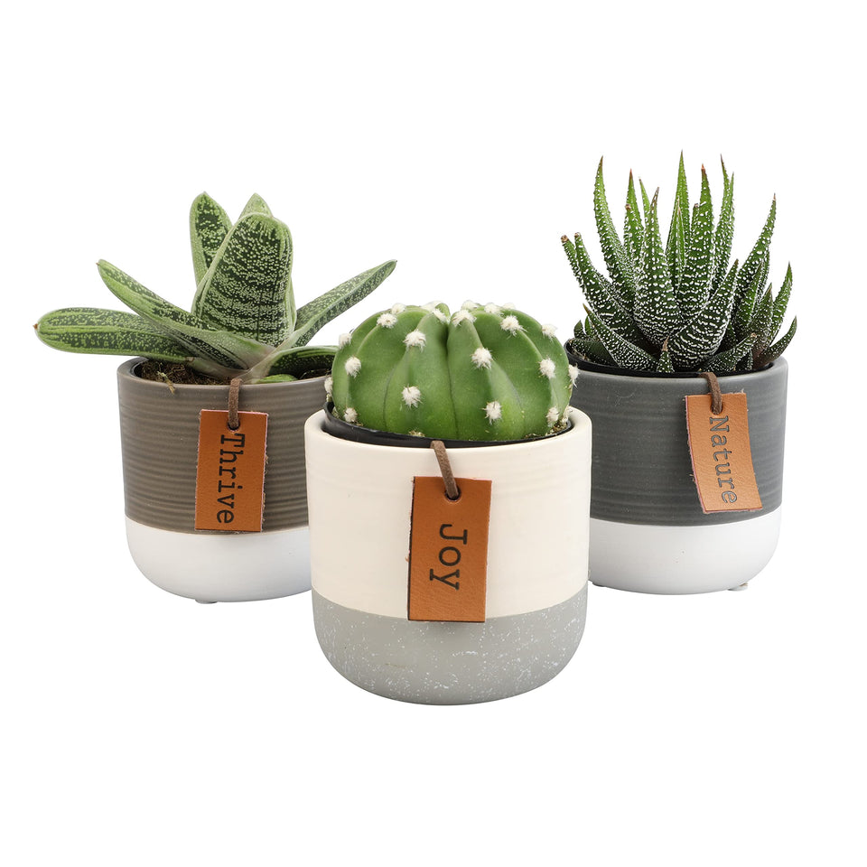 Plants for Pets LoLite cactus live succulents 3-pack shown in two-tone pots for easy indoor greenery.