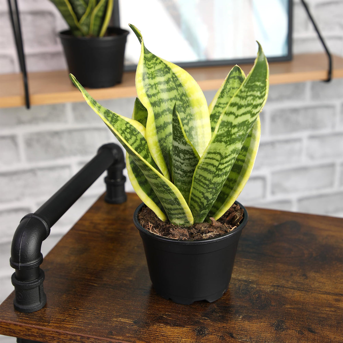 Plants for Pets low light tolerant plant thrives in shade and dim corners.