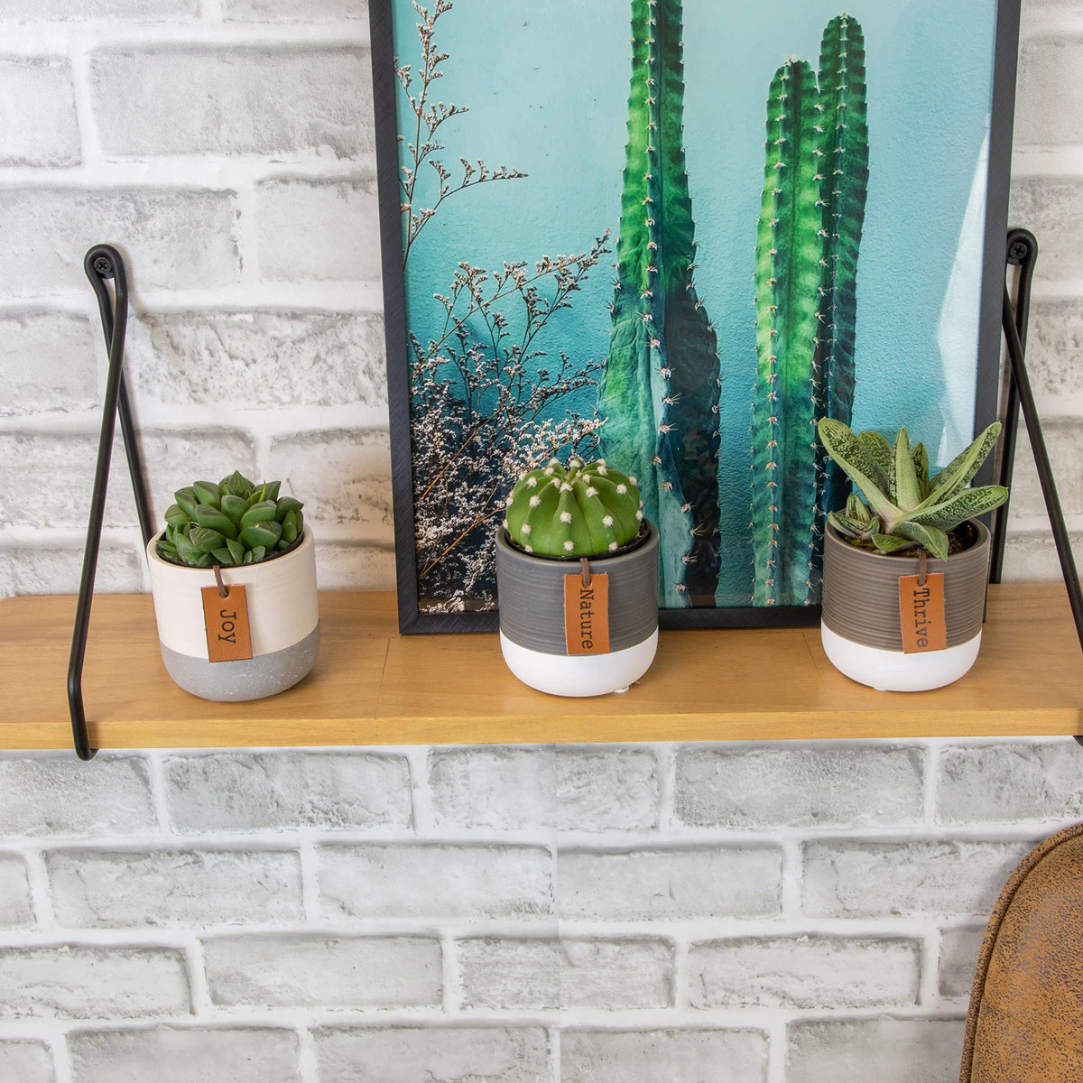 Plants for Pets LoLite low-light succulents ideal for beginners.