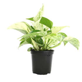 Plants for Pets Marble Queen Pothos in a 4-inch pot, ready to display.
