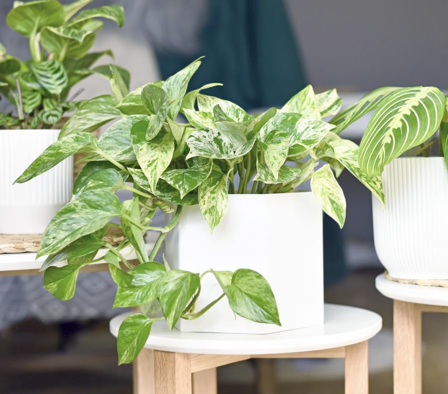 Plants for Pets Marble Queen Pothos in a hanging basket for vertical greenery.
