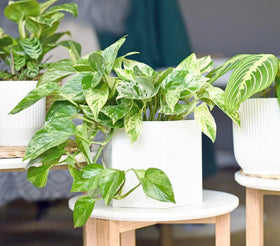 Plants for Pets Marble Queen Pothos in a hanging basket for vertical greenery.