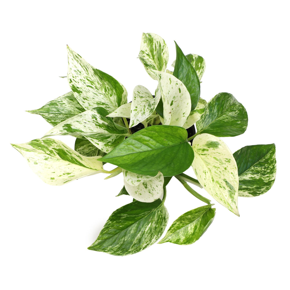 Plants for Pets Marble Queen Pothos trailing vines on a shelf.