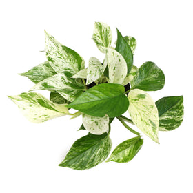 Plants for Pets Marble Queen Pothos trailing vines on a shelf.