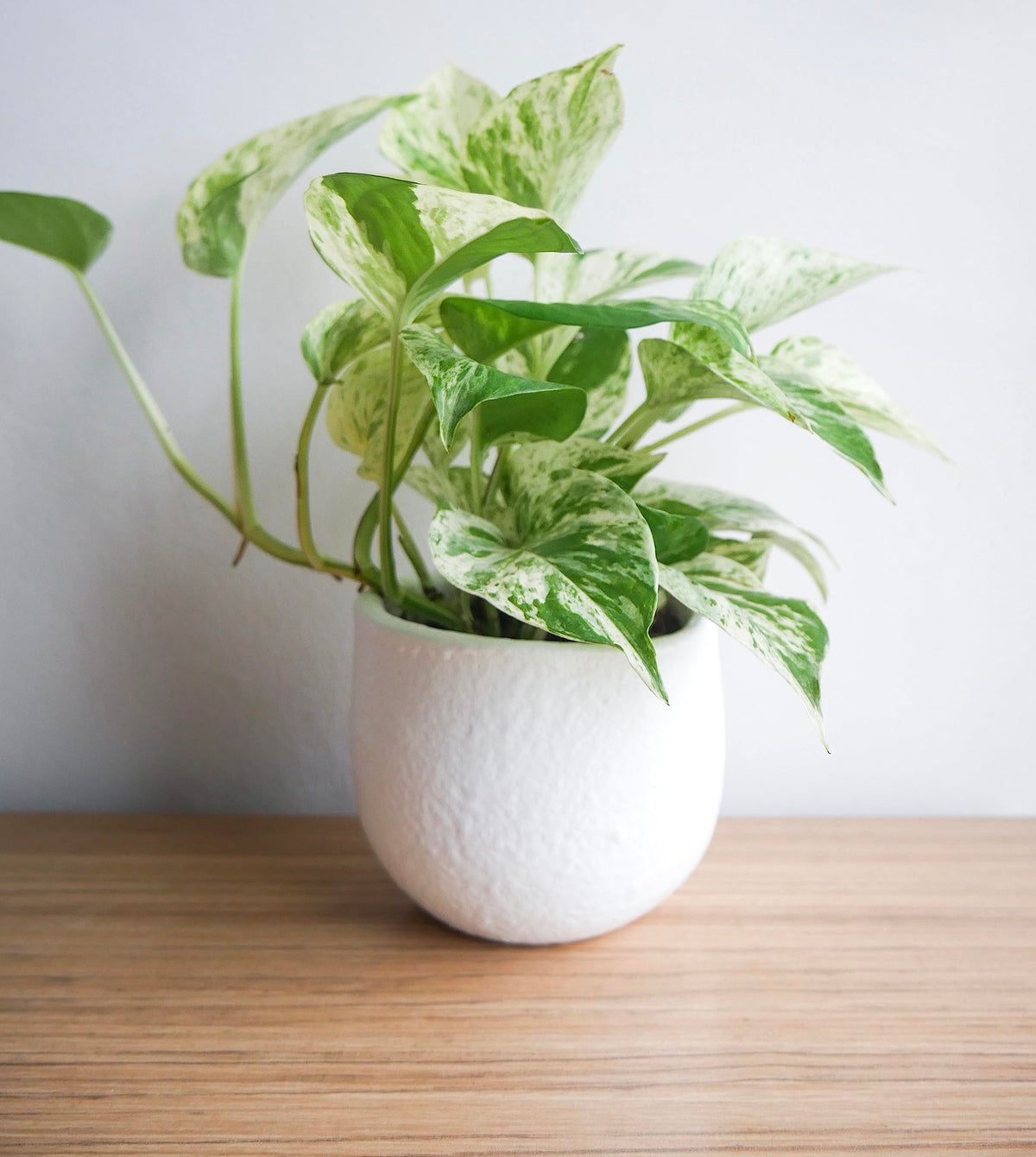 Plants for Pets Marble Queen Pothos variegated leaves brighten a room.
