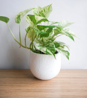 Plants for Pets Marble Queen Pothos variegated leaves brighten a room.