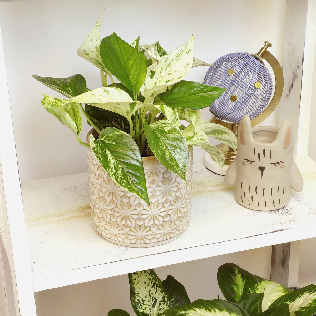 Plants for Pets Marble Queen Pothos on a bright windowsill.