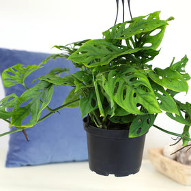 Plants for Pets Monstera Adansonii leaves close-up showcasing fenestrations