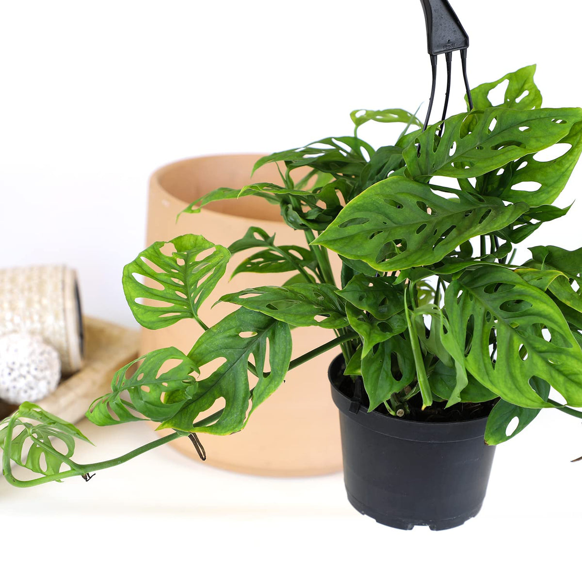 Plants for Pets Monstera Adansonii vine hanging plant for vertical greenery