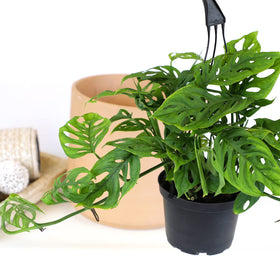 Plants for Pets Monstera Adansonii vine hanging plant for vertical greenery