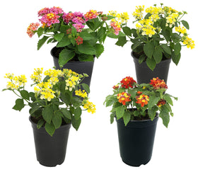 Plants for Pets multicolor lantana flowers 4-pack bright, long-lasting blooms for sunny gardens.