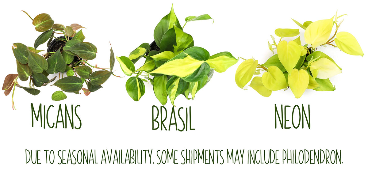 Plants for Pets neon pothos bright green vines ideal for indirect light spaces