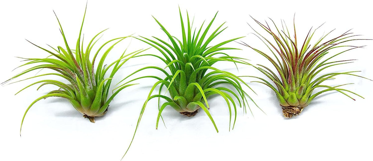 Office desk display with Plants for Pets Tillandsia air plant