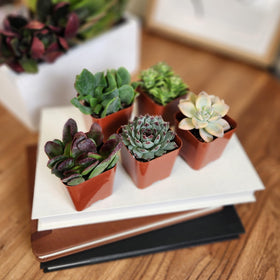 Plants for Pets office desk succulents brighten workspaces.