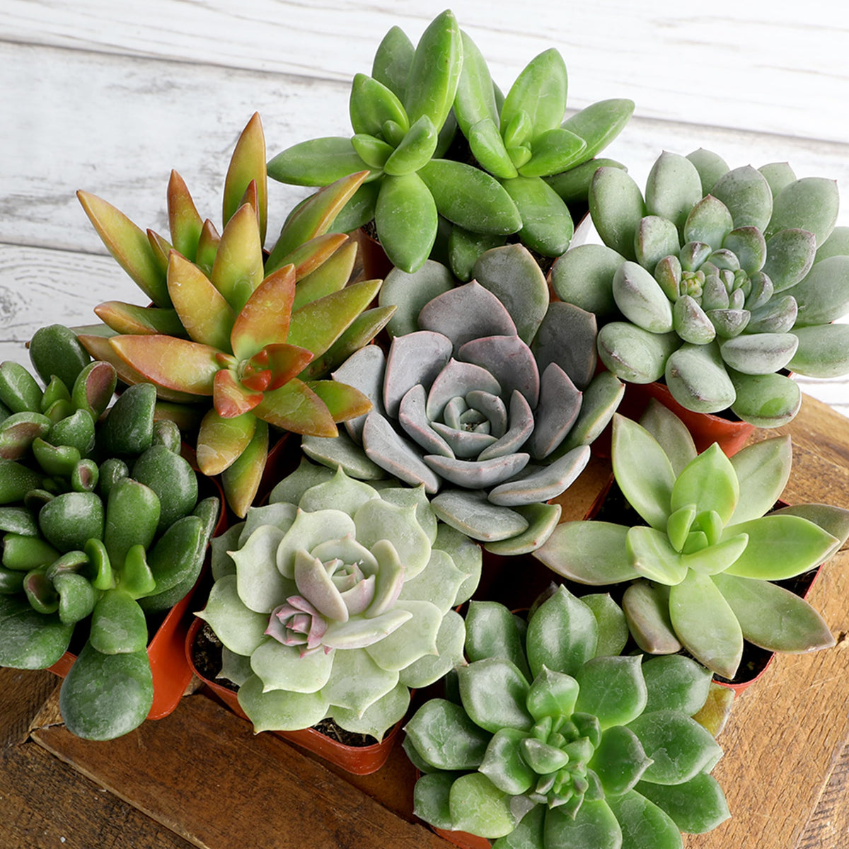 Plants for Pets outdoor-to-indoor succulents adapt to seasonal changes.