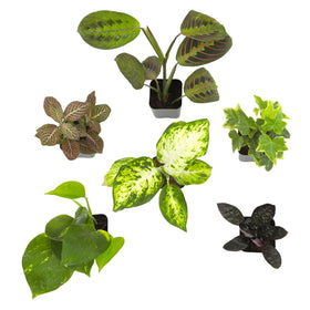 Plants for Pets protective packaging ensures healthy arrival.