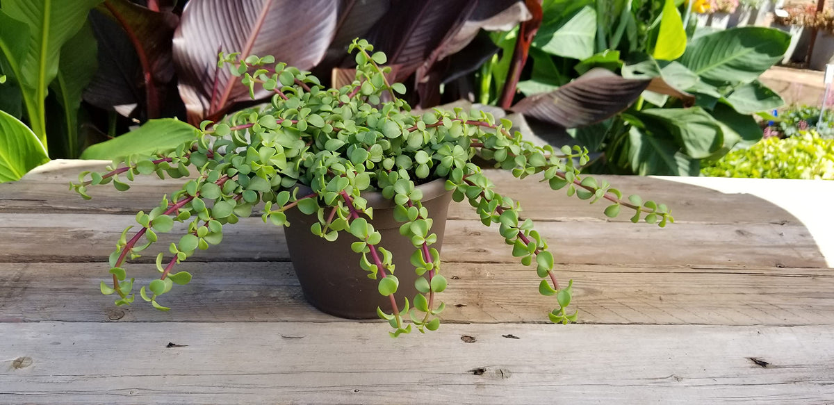 Plants for Pets indoor hanging succulent adds pendant greenery to patios.