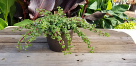 Plants for Pets indoor hanging succulent adds pendant greenery to patios.