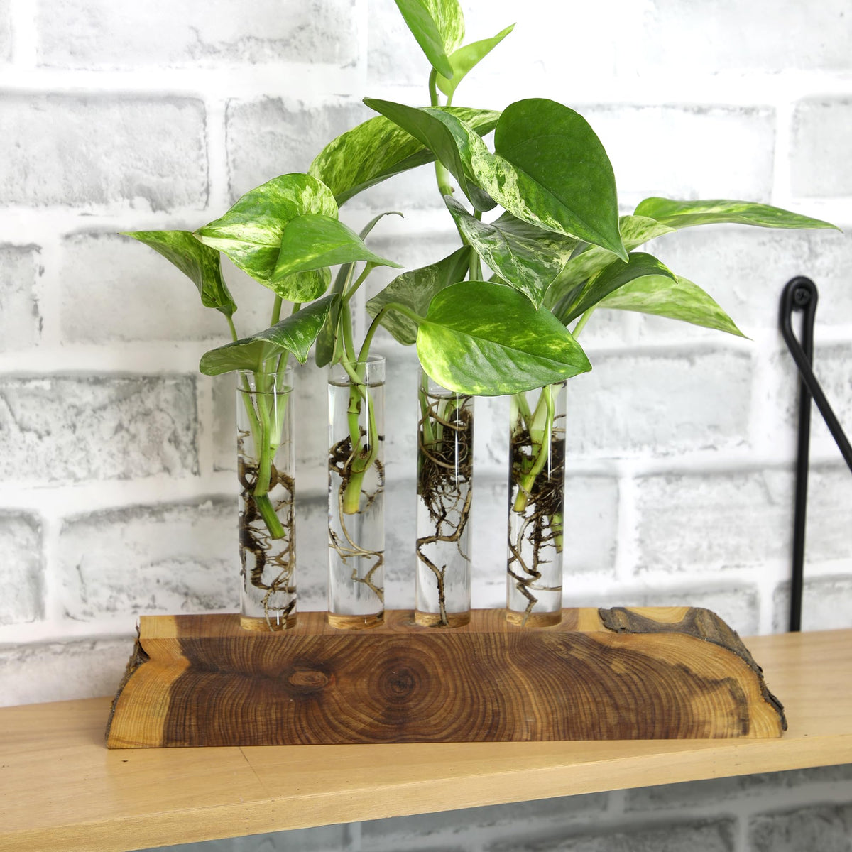 Plants for Pets Philodendron leaf varieties bring tropical vibe to home offices and living rooms.