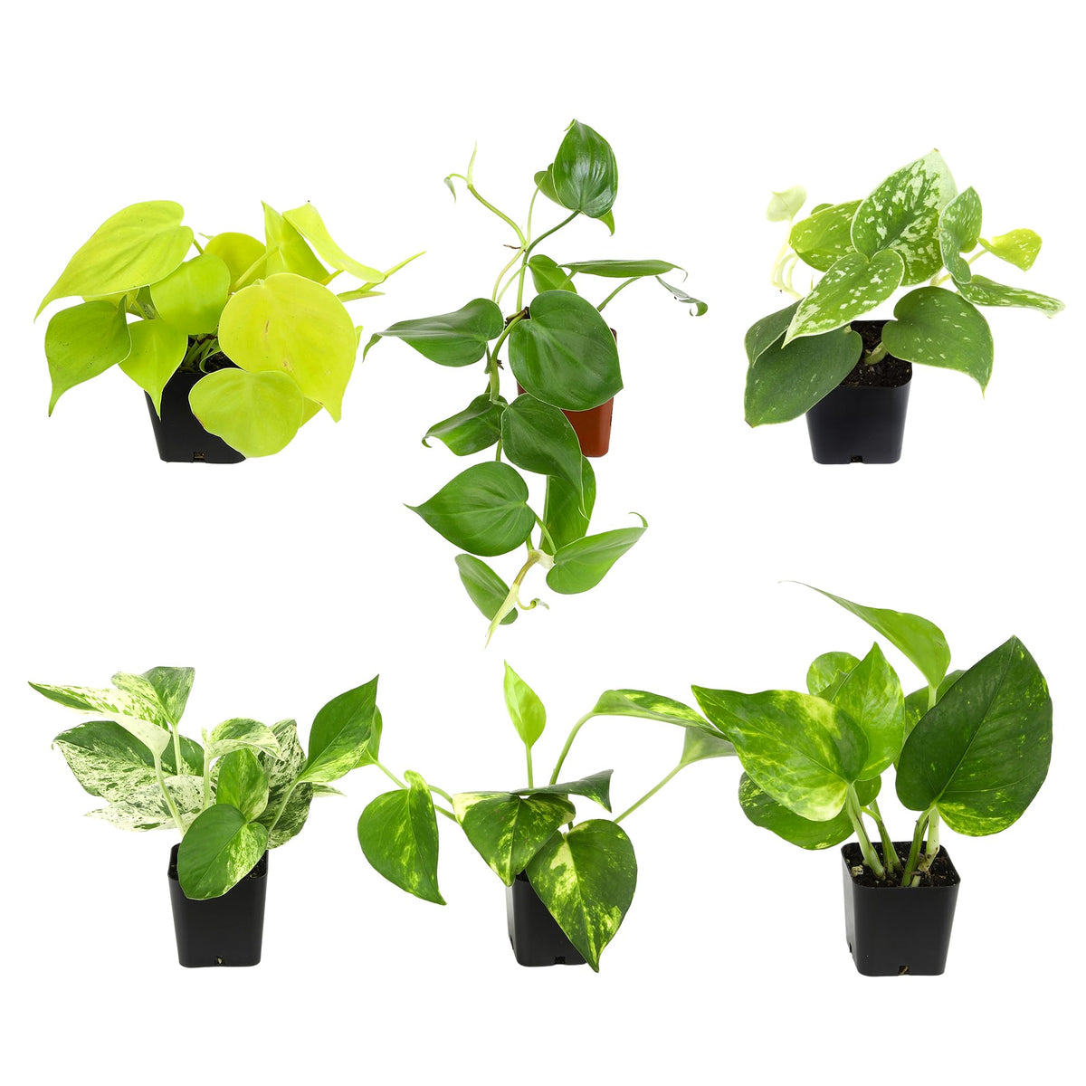 Plants for Pets Plentiful Pothos and Philodendron 6-pack with cascading vines for lush indoor greenery.