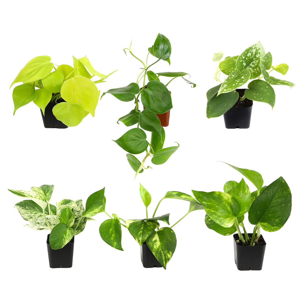 Plants for Pets Plentiful Pothos and Philodendron 6-pack with cascading vines for lush indoor greenery.