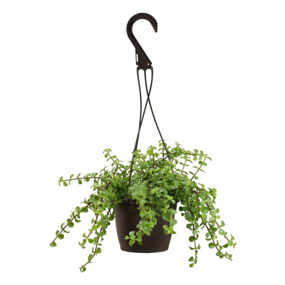 Plants for Pets trailing elephant bush drapes lush green foliage for cozy indoor spaces.